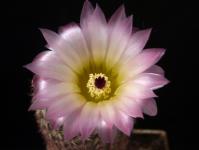 Thumbnail of 0323_Notocactus eugeniae_20190423_01(1).JPG